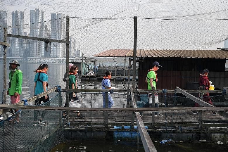 A blood sample from one of the dogs. Operation Vax Lyssa, which has been held annually since 2015, involves vaccinating and monitoring dogs on coastal fish farms along the Strait of Johor, as well as on Pulau Ubin. Animal and Veterinary Service senio