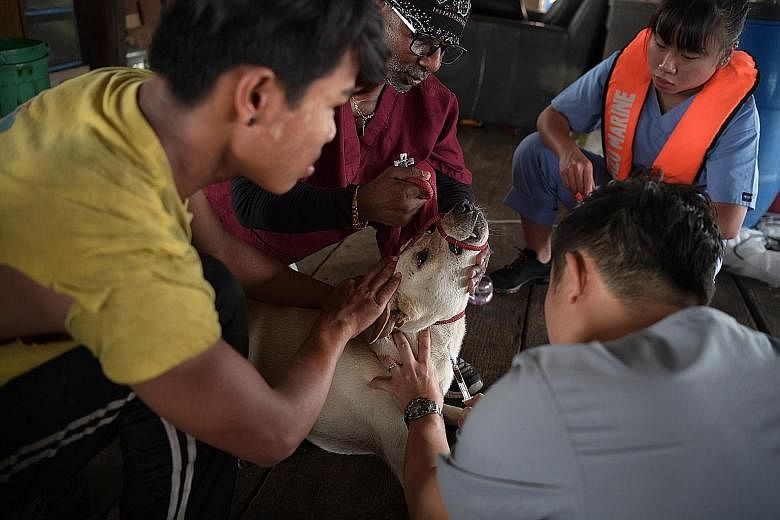 A blood sample from one of the dogs. Operation Vax Lyssa, which has been held annually since 2015, involves vaccinating and monitoring dogs on coastal fish farms along the Strait of Johor, as well as on Pulau Ubin. Animal and Veterinary Service senio