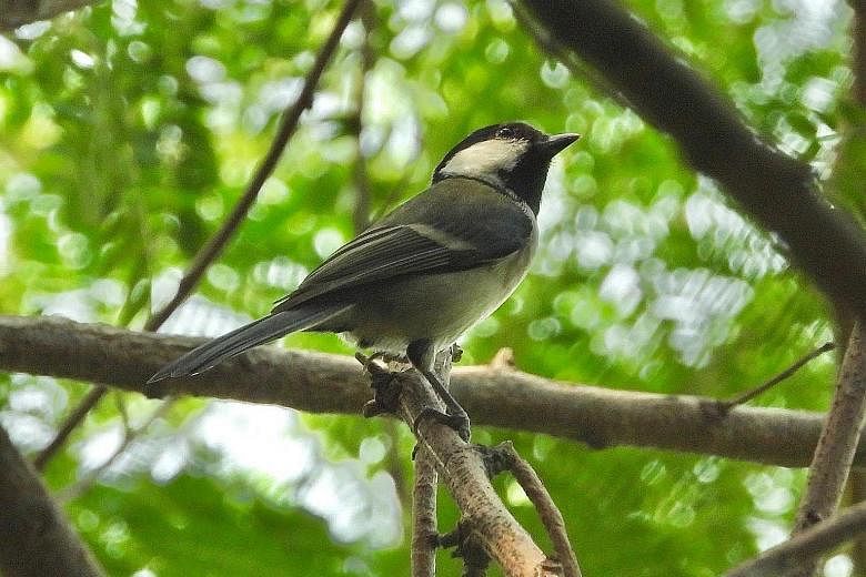 A cinereous tit, a type of songbird, spotted by ornithologist Yong Ding Li in Tuas earlier this week. It was the first recorded sighting of a tit in Singapore. PHOTO: YONG DING LI A fairy pitta, the first sighted in Singapore, spotted by nature photo