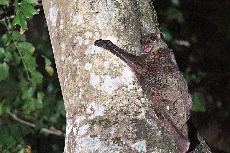 The sunda colugo (above), a tree dweller, is also called a flying lemur because the shape of its head resembles that of the lemurs of Madagascar. 