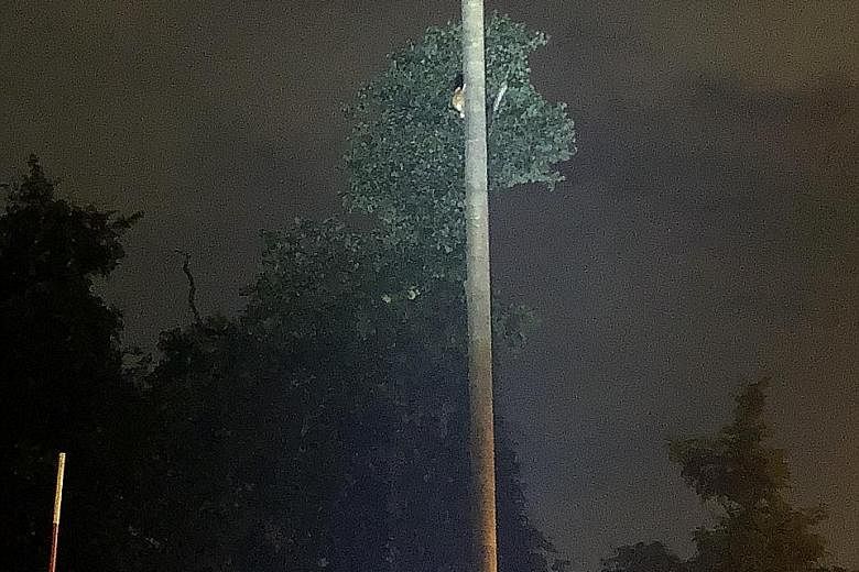 Below: A colugo, a nocturnal mammal, using one of the colugo poles installed on Mandai Lake Road. 