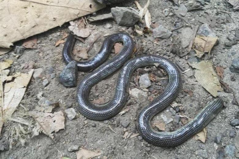 An avid mountain biker, Dr John van Wyhe found this dead lined blind snake (above) in Bukit Timah Nature Reserve on Sept 16, during one of his regular rides.