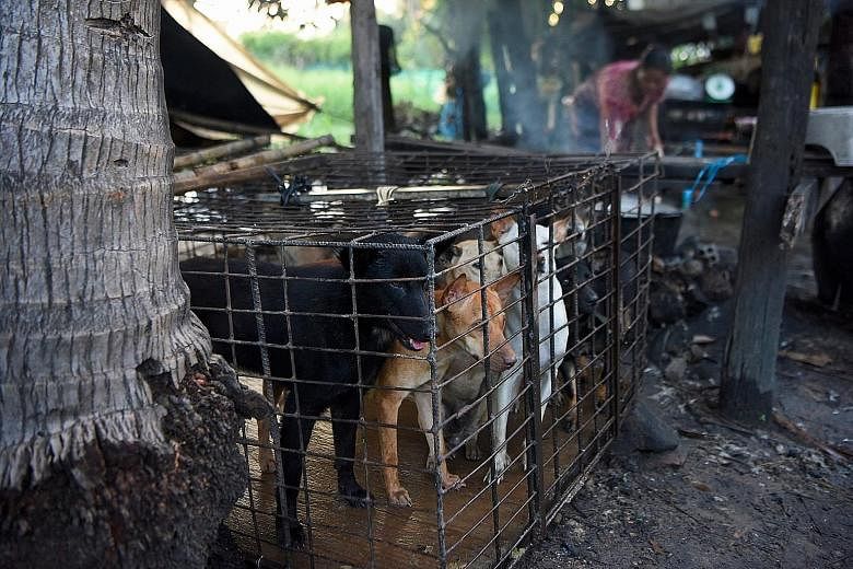 Dogs awaiting their fate in a cage as a woman boils water at a slaughterhouse in Siem Reap province, Cambodia. About two million to three million dogs are slaughtered annually in the country, according to the non-governmental organisation Four Paws, 