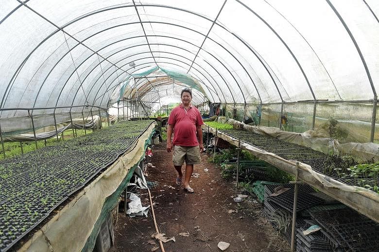 Mr Chai Kien Chin at his Fire Flies Health Farm in Lim Chu Kang, which also houses his family's Thunder Tree stalls selling vegetarian dishes prepared with ingredients such as leafy greens (below) and herbs, most of which are obtained from their farm