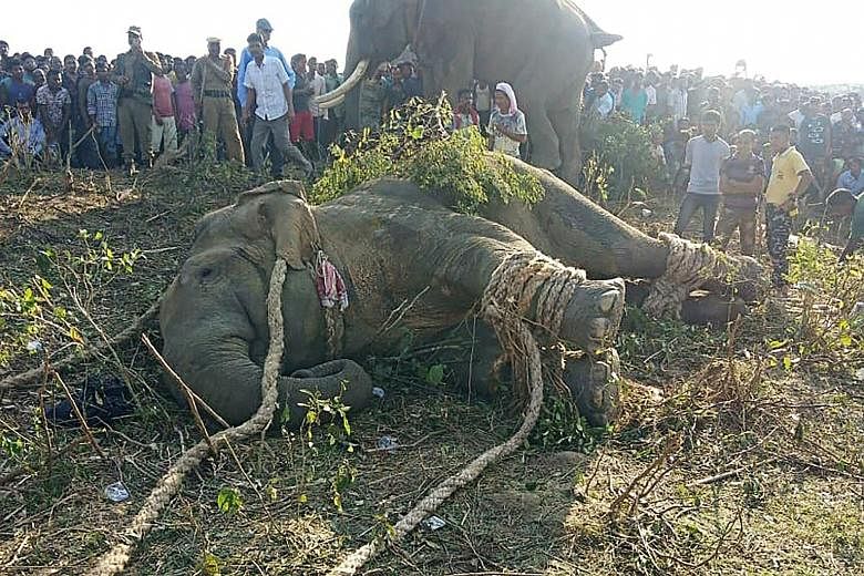 The elephant, named after the late Al-Qaeda leader Osama bin Laden, had killed five people during a 24-hour rampage through Goalpara district last month. Wildlife officers had tracked the animal through a forest for several days, using drones and dom
