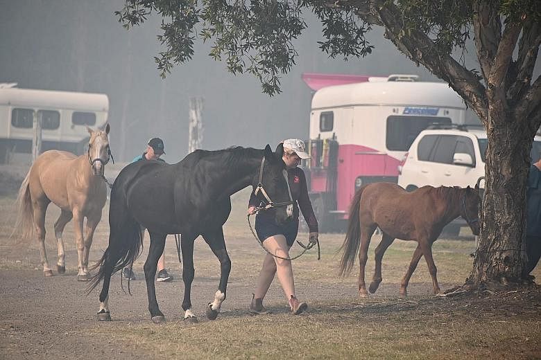 Horses being led to safety at the showgrounds in Taree, 350km north of Sydney, yesterday. PHOTO: AGENCE FRANCE-PRESSE