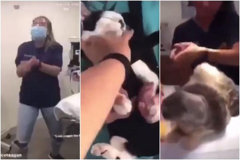 2 nurses at veterinary clinic suspended after video of their inappropriate  behaviour with animals posted online | The Straits Times