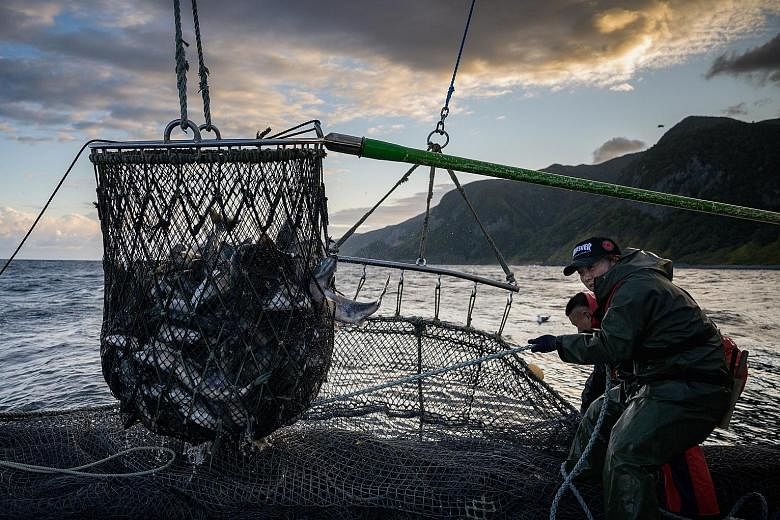 Fishermen pulling in their salmon catch from the Sea of Okhotsk in Hokkaido. Warming water currents north of Hokkaido are driving away chum salmon, with the autumn catch at barely half the 2004 peak.
