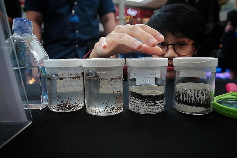 A visitor viewing containers of Wolbachia-carrying Aedes aegypti pupae and eggs at the Project Wolbachia booth at the City Of Innovation: Singapore exhibition in Marina Bay Sands yesterday. The anti-dengue project is one of 12 innovative projects fea