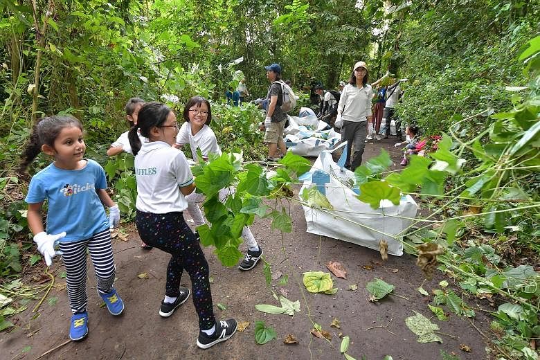 Children were among the volunteers helping to pull out the Dioscorea sansibarensis, also known as the Zanzibar yam or Batman plant, which is threatening to suffocate the natural biodiversity of Bukit Timah forest.