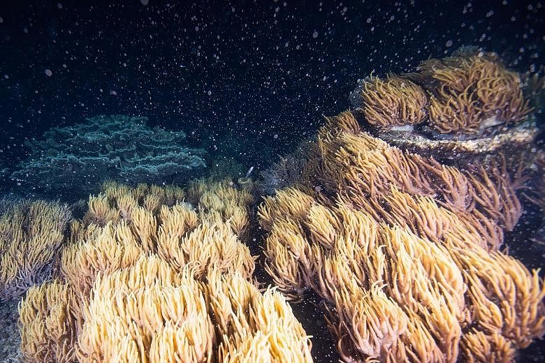 This year's coral spawning at the Great Barrier Reef could be among the biggest in recent times, marine biologists say. 
