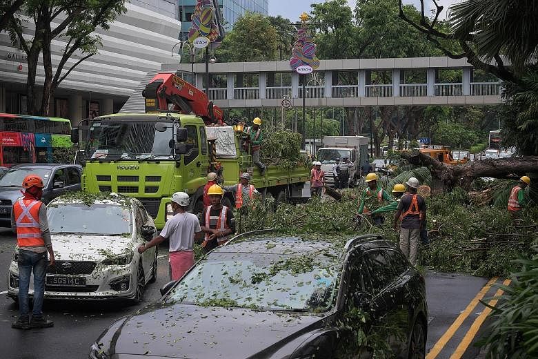Above: Workers clearing the branches of a fallen tree which fell on a white Subaru along Scotts Road yesterday. Left: Mr Arvind Ramanlal (in blue), the driver of the white Subaru, was not injured. About 15 people helped him to get out of his car safe