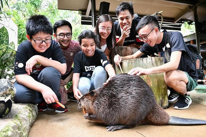Loh Khim San and Anis Farhana Muhammad Effendi feeding a beaver at the River Safari as Straits Times journalists (from left) Tee Zhuo, Goh Yan Han, Yeo Sam Jo and Timothy Goh look on. The two children were part of a group of 27 who got a chance to see wha