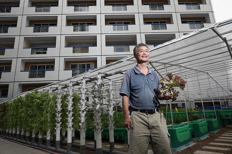 Mr James Lam, 59, a gardener for Fairmont Singapore and Swissotel The Stamford, at the aquaponics garden yesterday. The 450 sq m farm is expected to supply around 30 per cent of vegetables and 10 per cent of the fish needed in both hotels within 10 m