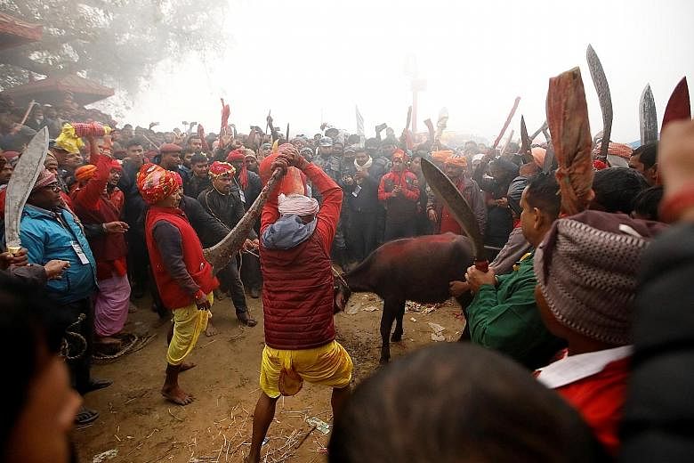 A butcher swinging his blade to sacrifice a buffalo during the Gadhimai Festival held at Bariyarpur in Nepal yesterday. PHOTO: REUTERS