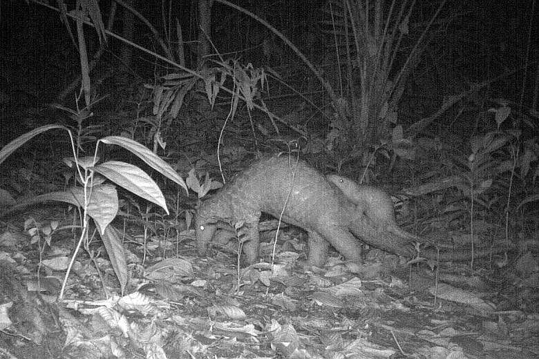 A Sunda pangolin mother and juvenile spotted near Sime Trail in October 2017 after drilling works nearby were completed.