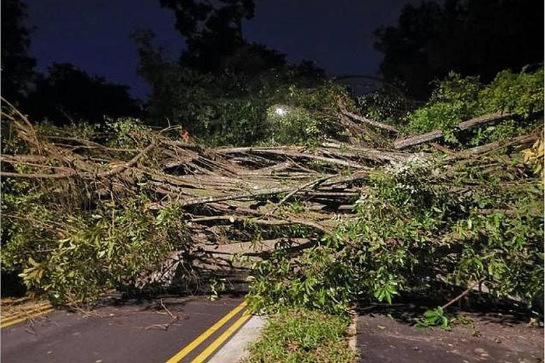 A tree that fell in Old Upper Thomson Road on Wednesday, narrowly missing a jogger. NParks said it has a "rigorous regime" of inspections and pruning as well as post-storm checks, and checks are intensified during periods of adverse weather. PHOTO: S