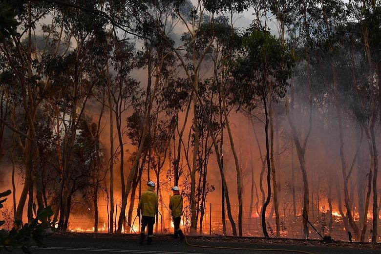 Firefighters trying to protect residential areas from encroaching bush fires in Central Coast, north of Sydney, yesterday. Sydney has experienced record levels of hazardous air pollution from the fires. PHOTO: AGENCE FRANCE-PRESSE