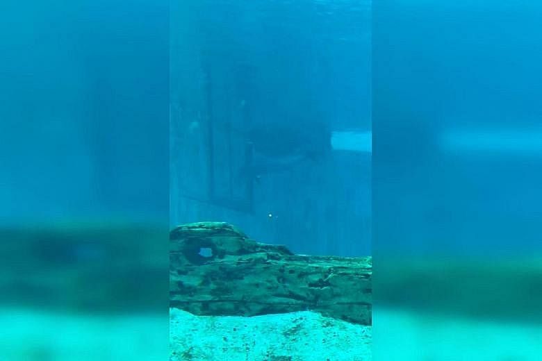 A screengrab of the video clip, showing a dolphin swimming towards the side of the tank and slamming its head against the wall.