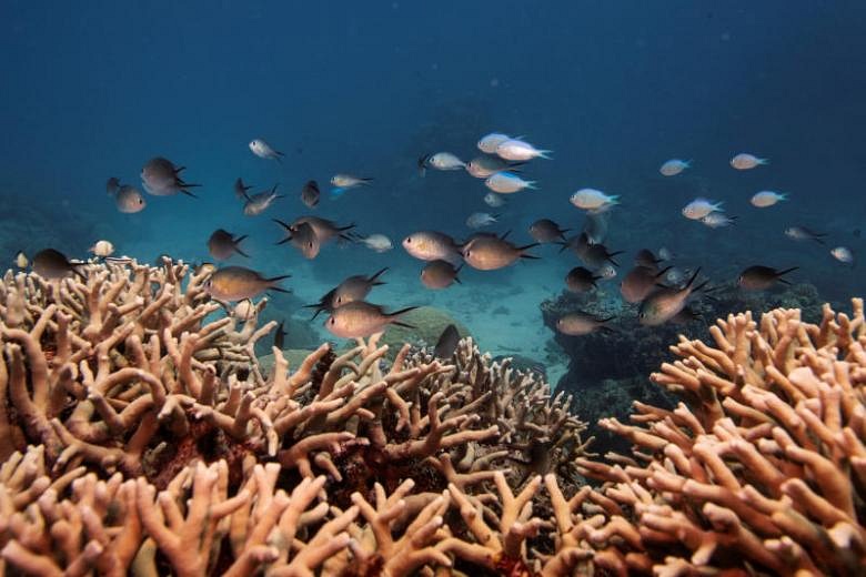 Marine Life Under Threat From Plummeting Oxygen Levels | The Straits Times