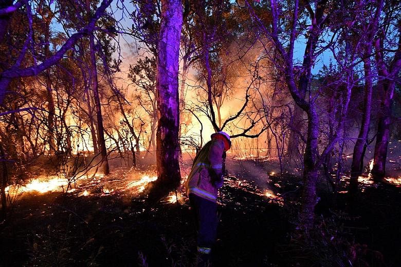 A firefighter conducting backburning on Saturday to secure residential areas from encroaching bush fires about 100km north of Sydney. Bush fires are common in Australia, but scientists say this year's fire season has come earlier and is more extreme,