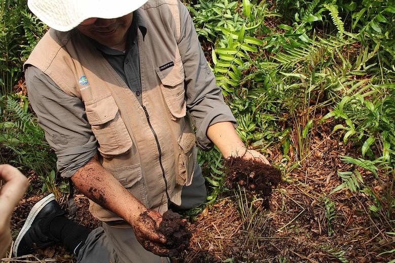 Above left: The proboscis monkey, one of the endangered species found in the Katingan Mentaya site. Above: Coconut farmer Sugiyono, from Basawang village in Central Kalimantan, used to sell dried coconut meat, but under a Rimba Makmur Utama initiativ