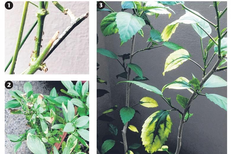 Ants on chilli plants, leaves of basil changing colour and hardy hibiscus showing sign of iron deficiency.