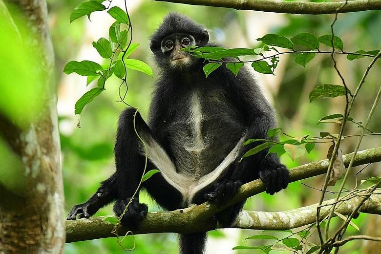 Genetic data from faecal samples has indicated that the Raffles' banded langur (above) is distinct enough from two other langur species in the region to be considered a species of its own. The other two are the Robinson's banded langur and the East S