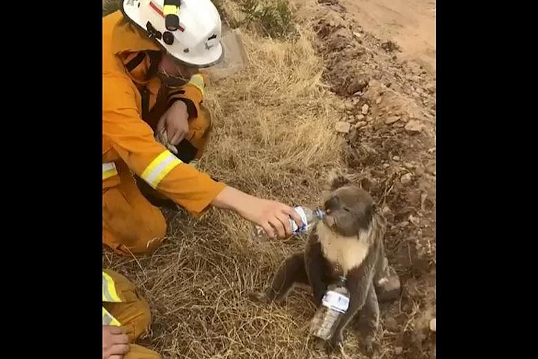 A koala drinking water from a bottle given by a firefighter in Cudlee Creek, South Australia, in a screengrab from a video taken on Sunday. Around 200 blazes were burning across the world's driest inhabited continent yesterday, though conditions ease