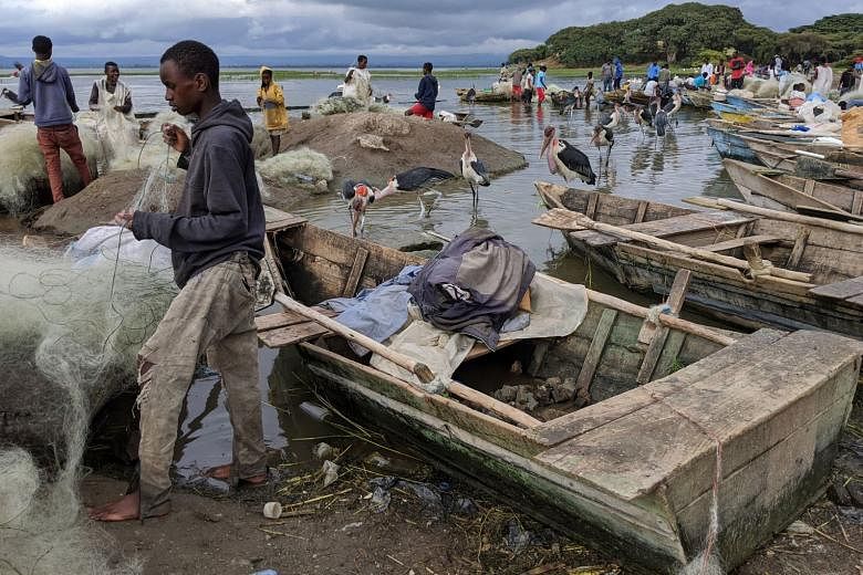 On the shore of Lake Hawassa, fishermen pull in their catch, untangle their nets and hawk their tilapia and catfish as marabou storks and pelicans lurk around.