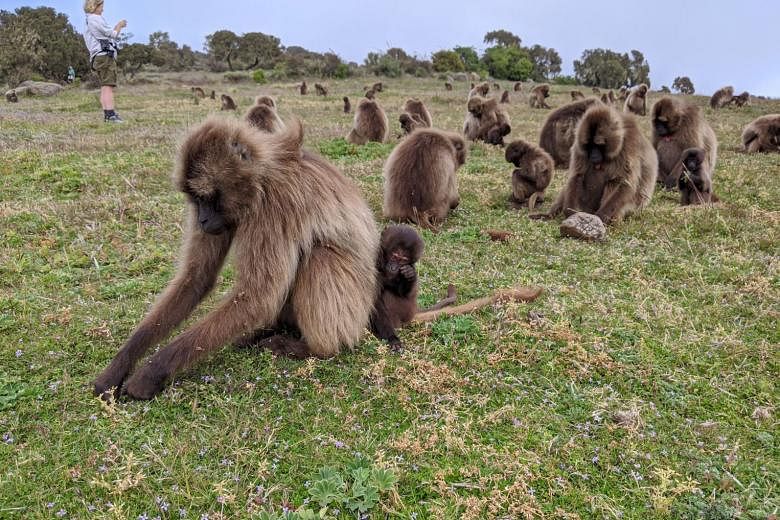 Gelada baboons, at Simien Mountains National Park, are the only primates that primarily eat grass.