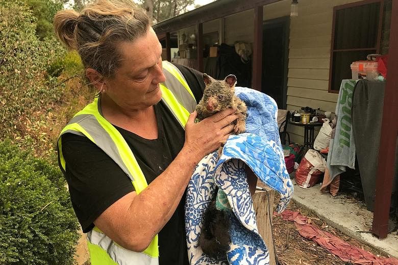 Ms Tracy Burgess, a volunteer at the Wildlife Information, Rescue and Education Service, holding a brushtail possum that was severely burned by bush fires and rescued from the rural town of Clarence in the Blue Mountains region, west of Sydney.