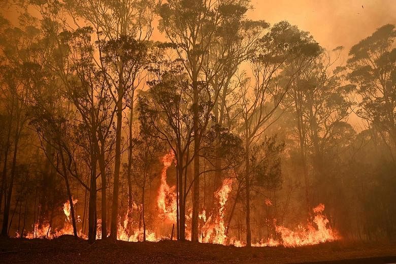 Fire raging in the town of Moruya in New South Wales yesterday. The authorities have urged tens of thousands of people, mainly along Australia's south-eastern coast, to evacuate. PHOTO: AGENCE FRANCE-PRESSE