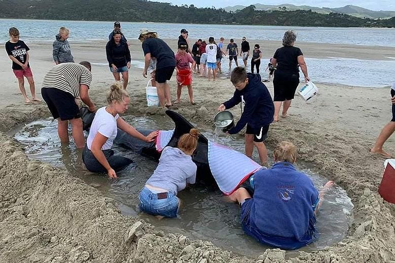 Marine conservation group Project Jonah said a pod of whales stranded overnight at the beach on the Coromandel Peninsula in North Island and about 1,000 people rushed to help save them, hampering efforts by conservation workers. Seven of the short-fi