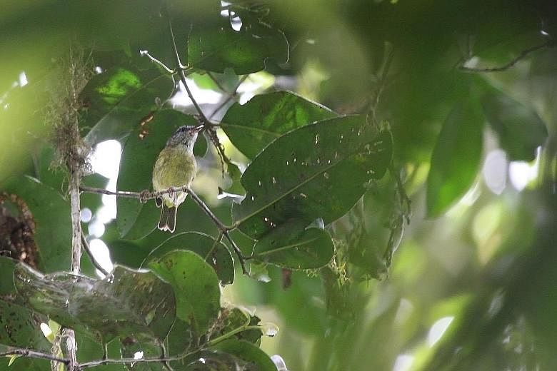 The Togian jungle-flycatcher, a new subspecies, was found on Togian. PHOTO: BIRDTOUR ASIA