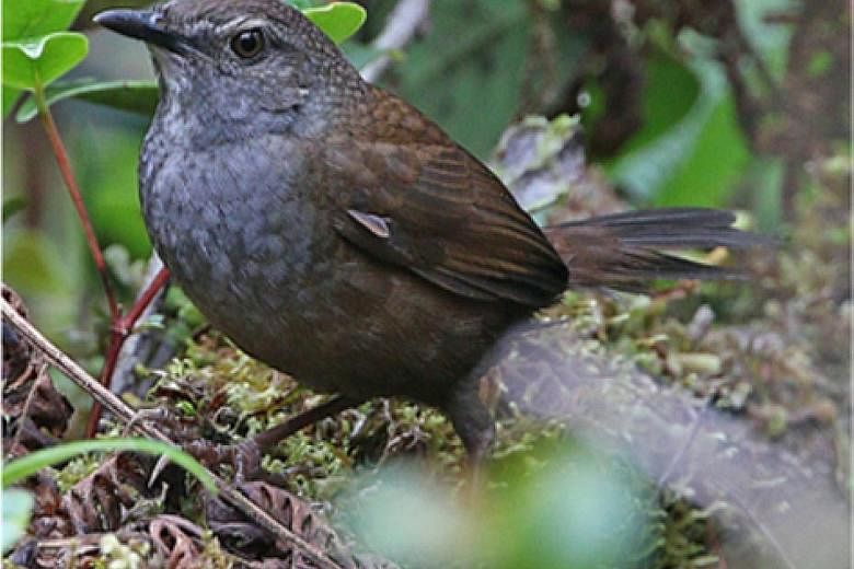 On the island of Peleng, two new species, the Peleng fantail and the Peleng leaf-warbler (above), and a new subspecies, the Banggai mountain leaftoiler, were discovered. On the island of Taliabu, three new species - the Taliabu Myzomela (left), the T