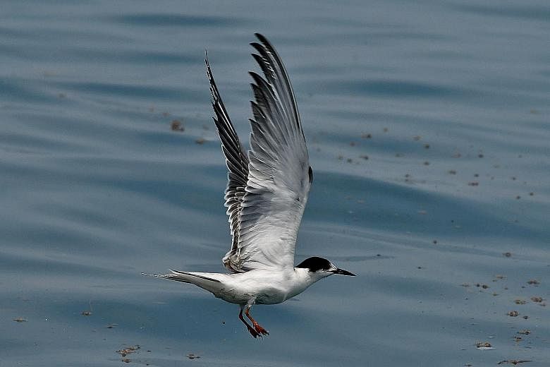 Birdwatchers taking part in the Nature Society (Singapore) Bird Group's pelagic seabird survey at the start of the bird migration season last September. The birds are set to make their way back north from around April. ST PHOTO: LIM YAOHUI The common