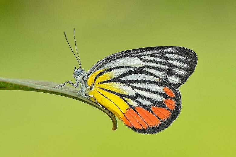 Some of Singapore's native butterflies that are still present include the white tipped baron (left) and the painted jezebel. It could be an encouraging sign that half the butterfly species still remain even after Singapore's rapid transformation, say