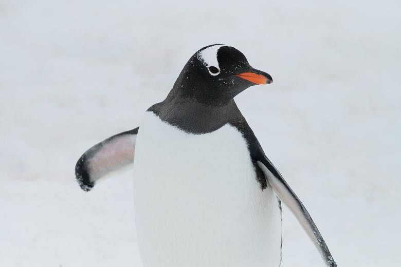 A curious gentoo penguin walking up close to inspect the clicking sounds of the camera. Guidelines by the International Association of Antarctica Tour Operators stipulate that visitors maintain a minimum distance of 5m from wildlife.