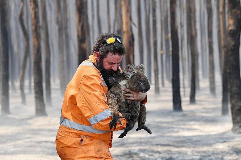 Wildlife rescuer Simon Adamczyk with a koala rescued from a burning forest on Kangaroo Island, Adelaide, on Jan 7. Some estimates suggest as many as a billion animals have either died in the fires or are at risk in their aftermath. PHOTO: REUTERS