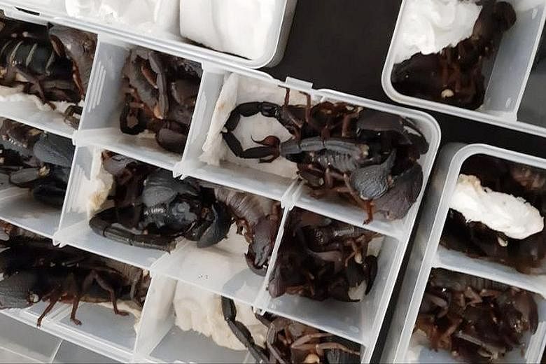 The live scorpions were found by security officials in plastic containers packed in a Chinese man's luggage. Sri Lanka has strict laws on wildlife and fauna, but smuggling bids are increasingly frequent.