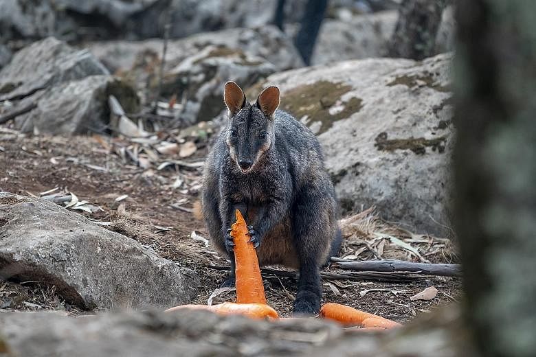 Thousands of kilograms of carrots and sweet potatoes are being dropped by planes and helicopters in fire-affected areas to help wildlife in Australia. In a mission dubbed Operation Rock Wallaby, New South Wales National Parks and Wildlife staff used 