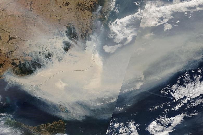 A Jan 3 satellite image showing thick smoke moving into the Tasman Sea from the Australian states of New South Wales and Victoria, where bush fires have been particularly bad. More than 11 million ha of forests and farmlands have been scorched since 