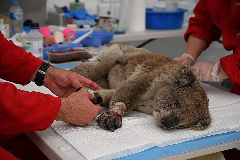 An injured koala being treated for burns at a makeshift field hospital in Australia's Kangaroo Island Wildlife Park on Tuesday.