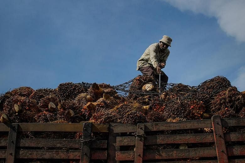 A worker unloading oil palm fruits from a lorry in Sepang, outside Kuala Lumpur, Malaysia. Last week, India put restrictions on the import of different categories of palm oil, directly hitting Malaysia, its largest supplier of the oil. PHOTO: AGENCE 