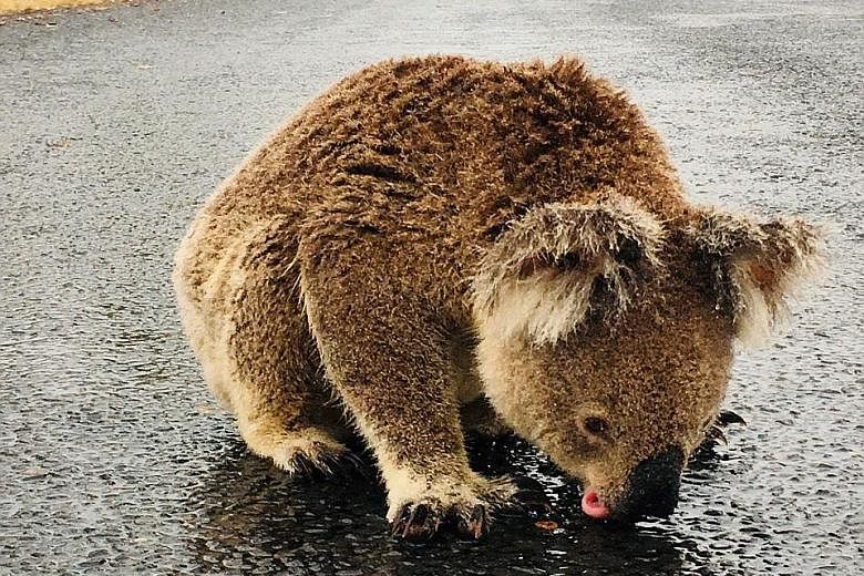 Above: A social media post showing a koala licking rainwater off a road near Moree, New South Wales, last week. PHOTO: REUTERS Right: Torrential rain left the Movie World car park at Oxenford in Queensland underwater early yesterday morning. Victoria