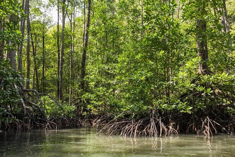 Mangroves are cheaper and more resilient as a biological barrier than artificial engineering, say authors of The Nature Conservancy's study.