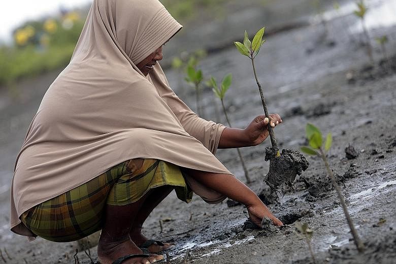 Mangroves being planted last week in the mudflats of the Alue Naga coastal area in Banda Aceh in Indonesia's Aceh province. The trees' capacity to absorb and store carbon represents a huge opportunity for countries like Indonesia and Papua New Guinea