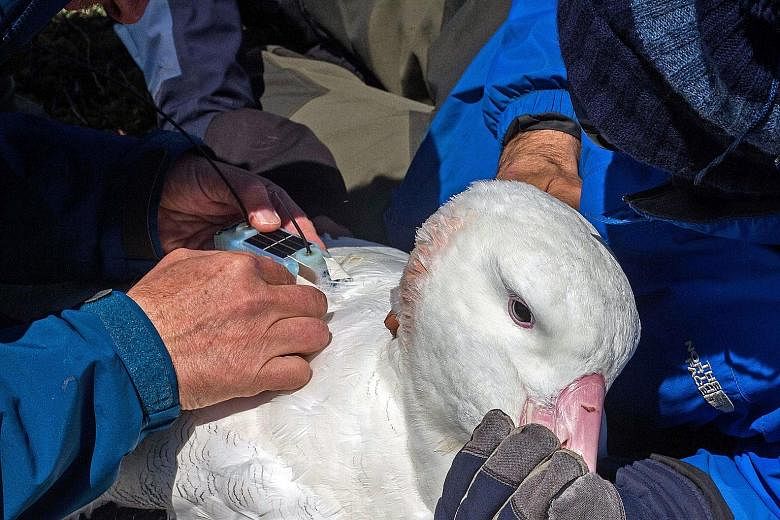 It takes two researchers 10 minutes to tag an adult wandering albatross with a solar-powered data logger that can record radar blips from ships. PHOTO: NYTIMES