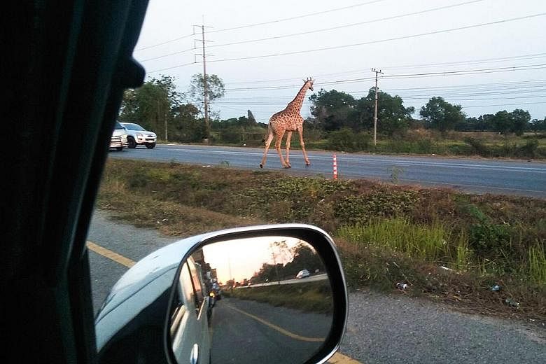 The runaway giraffe crossing a road in Bang Khla, Chachoengsao province, in Thailand. Rescuers caught the other long-necked escapee using a tranquilliser gun. The pair, imported from Africa, were headed for a breeding station run by Safari World, Tha
